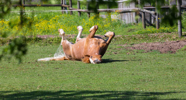 rust-brown happy horse som rullar på en grön äng - smiling earth horse bildbanksfoton och bilder