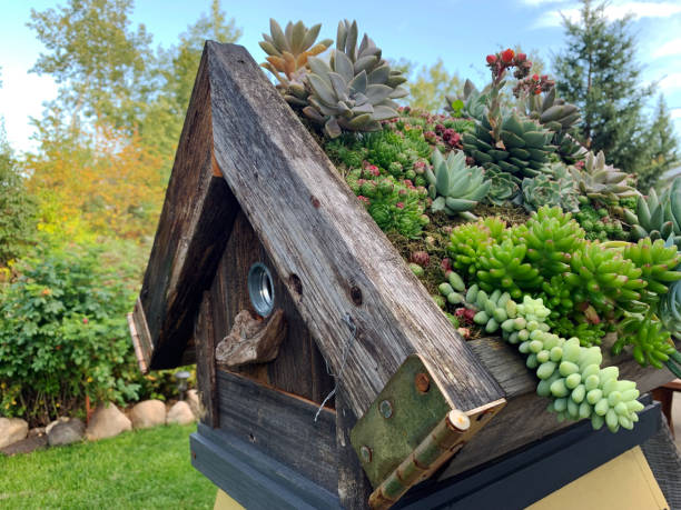 Rustic birdhouse in country garden planted with a succulent roof Rustic birdhouse in country garden planted with a succulent roof. sempervivum stock pictures, royalty-free photos & images