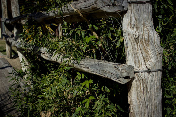 rustic old post and rail farming fence stock photo