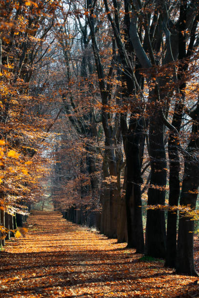 Rustiek landweggetje in de herfst stock photo