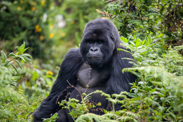 Rwanda Gorilla still Gorilla in Volcanoes National Park sitting gorilla stock pictures, royalty-free photos & images