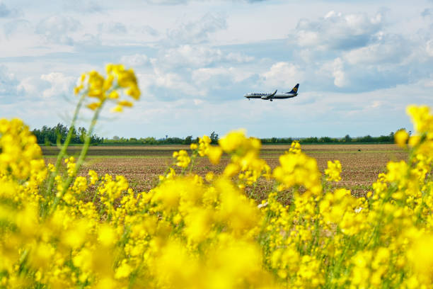 Ryanair airplane landing at Henri Coanda International Airport, as seen from a rapeseed field in Pipera neighborhood. stock photo