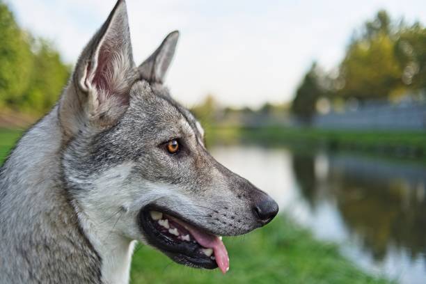 Saarloos wolfdog dog stock photo