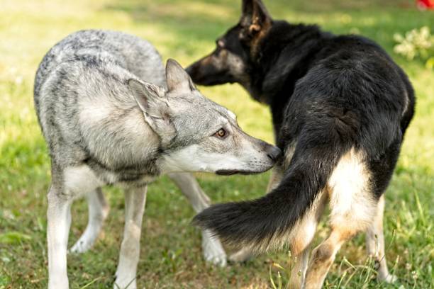 Saarloos wolfdog meeting other female dog. stock photo