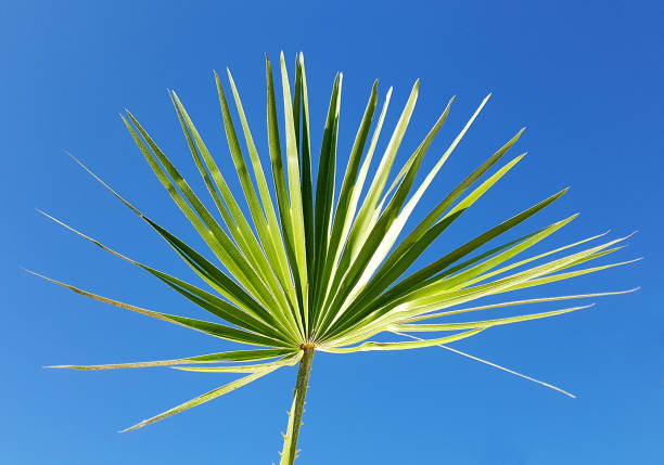 Sabal, serrulata, palm stock photo