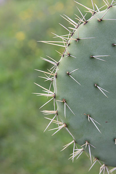 sabra cactus stock photo