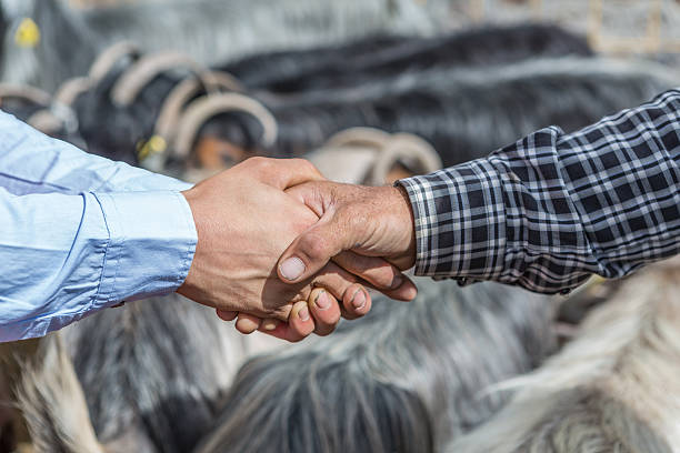Sacrificial market Selling sheep. Customer and seller shaking hands and dealing about the price of the sheep. eid al adha stock pictures, royalty-free photos & images