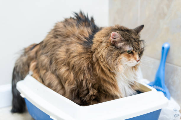 triest calico maine coon kat overgewicht verstopt ziek na megacolon, klysma, probeert te gaan naar de badkamer in blue kattenbak thuis op zoek - huisdier met overgewicht op een schaal, dikke kat stockfoto's en -beelden