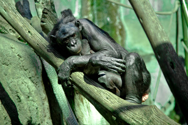 Sad Chimpanzee Depressed Chimpanzee in captivity animals in captivity stock pictures, royalty-free photos & images