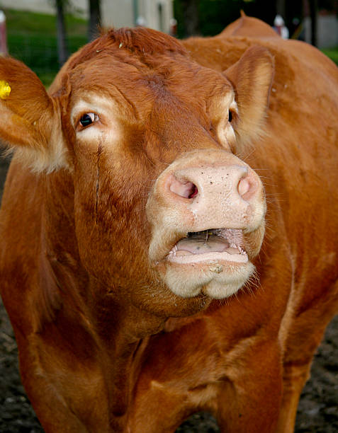 Cow Crying Stock Photos Pictures Royalty Free Images Cow Crying Stock Photos Pictures Royalty Free Images