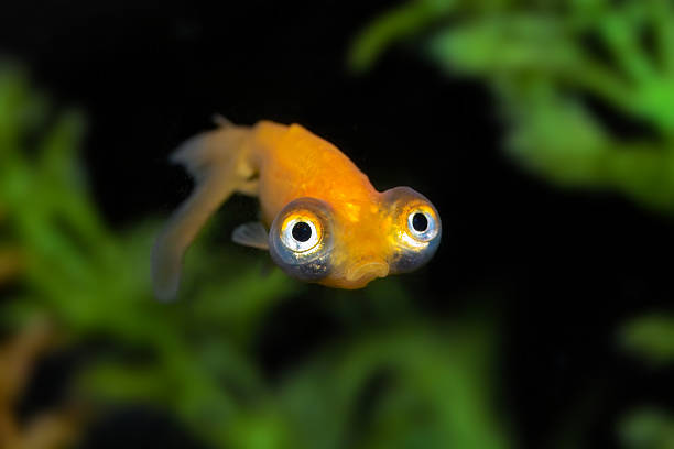 Bug-eyed gold fish with a big frown.