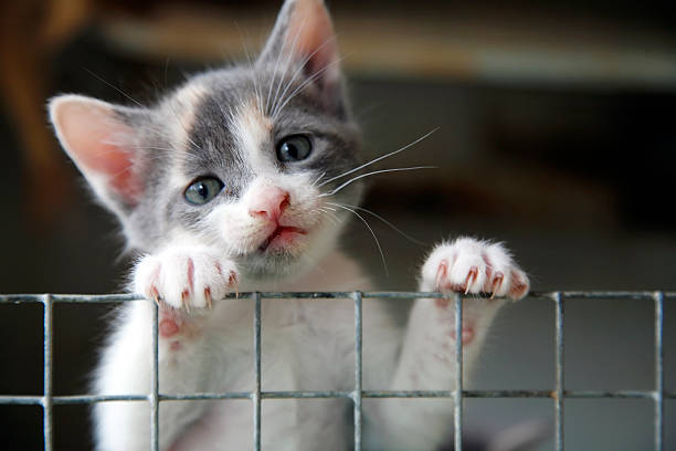 Sad looking kitten trying to climb over a wire fence stock photo