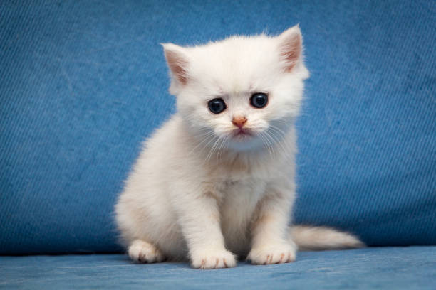 Sad white British kitten sitting on a blue couch stock photo