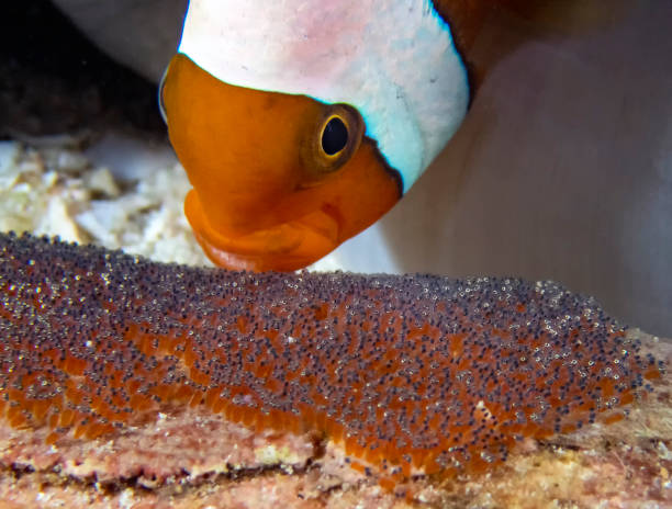 Saddleback Clownfish (Amphiprion polymnus) looking after their eggs stock photo