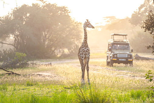 Safari landscape with giraffa standing in savannah and safari jeep