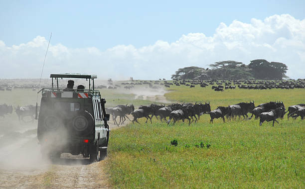 Safari Vehicle Amidst Great Wildebeest Migration, Serengeti, Tanzania stock photo