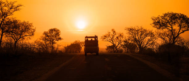 Safari vehicle at sunset Silhouette of safari vehicle with unidentifiable people, on the brow of a hill at sunset, with golden sunlight and silhouettes of trees. Kruger National Park, South Africa. kruger national park stock pictures, royalty-free photos & images