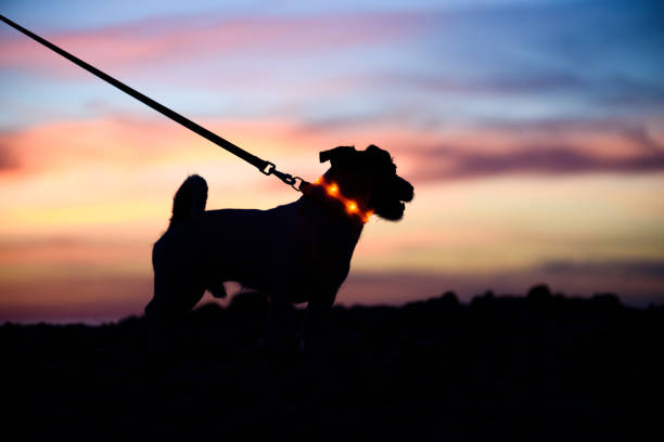 Safe evening or night walk with pet concept. Silhouette of dog on leash wearing LED-light collar against beautiful sunset sky stock photo