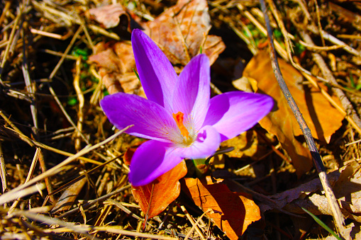 safflower, a purple plant recognizable because it is similar to the fake saffron flower