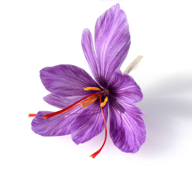 Saffron, Crocus sativus, medicinal plant stock photo
