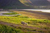 istock Ísafjörður Airport Sheep Running 1316309180