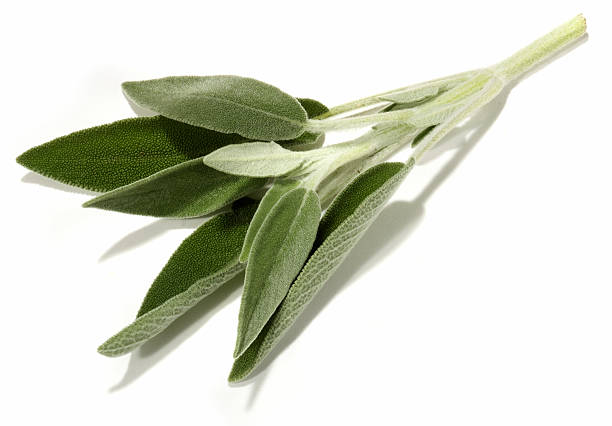 sage cut out on white  sage stock pictures, royalty-free photos & images