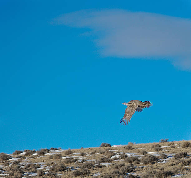 centrocercus urophasianus voar - grouse flying imagens e fotografias de stock