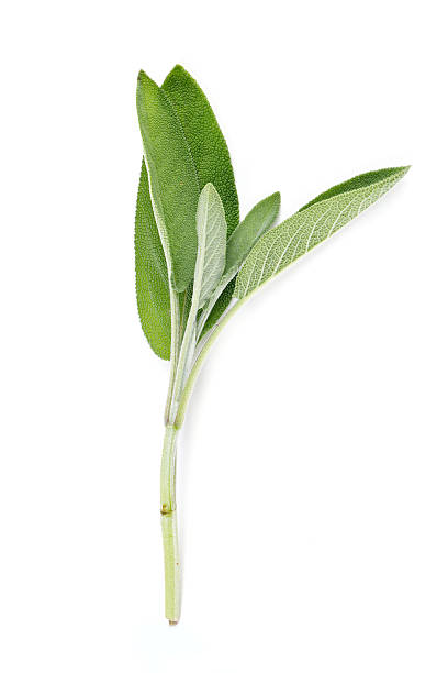 sage isolated on white sage isolated on white sage stock pictures, royalty-free photos & images