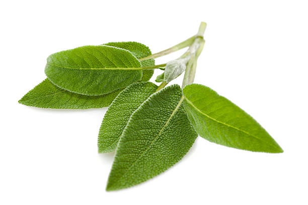 Sage Sage leaves isolated on white sage stock pictures, royalty-free photos & images