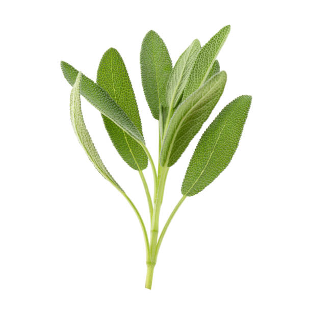 Sage plant isolated on a white background stock photo