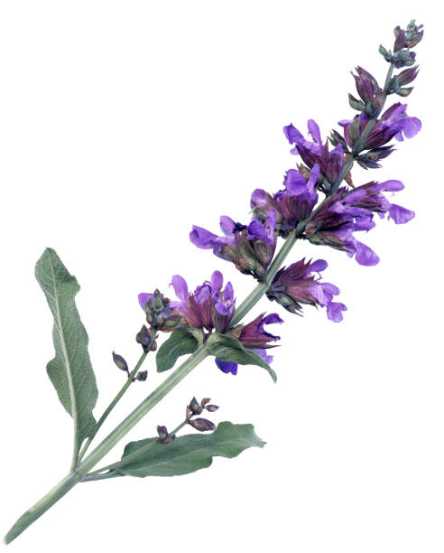 Pictures of sage flowers