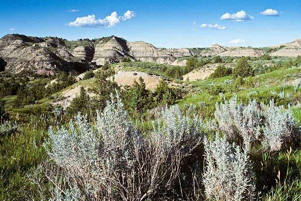 Sagebrush and Badlands Theodore Roosevelt National Park lies where the Great Plains meet the rugged Badlands near Medora, North Dakota, USA. The park's 3 units, linked by the Little Missouri River is a habitat for bison, elk and prairie dogs. The park's namesake, President Teddy Roosevelt once lived in the Maltese Cross Cabin which is now part of the park. This picture of a classic badland formation was taken from the Scenic Loop Drive. jeff goulden landscape stock pictures, royalty-free photos & images