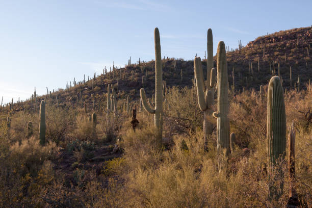 Saguaro Cactus and Sky stock photo