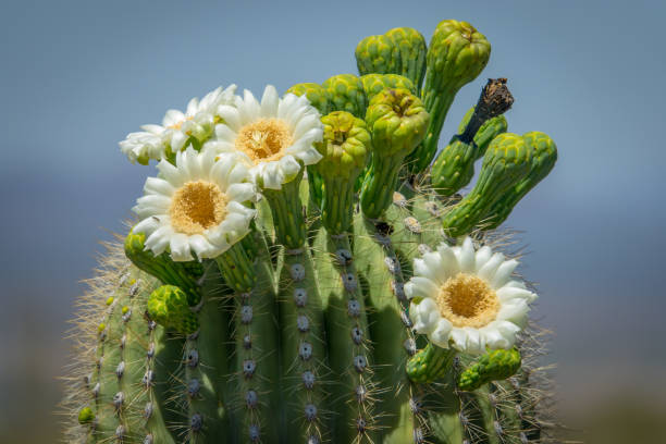 Saguaro Cactus Flowers and Fruit stock photo