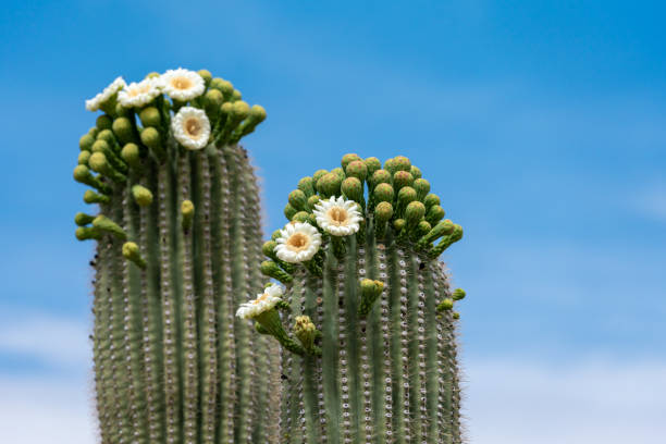 Saguaro Cactus Flowers on top against sky stock photo