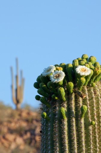Saguaro Cactus (Carnegiea gigantea) blooming flowers  