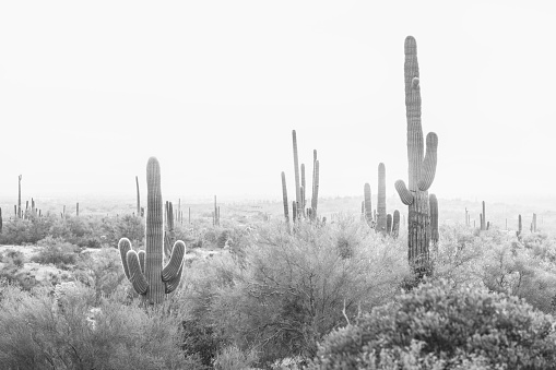 Saguaro cactus forest in the Sonoran Desert near Phoenix, Arizona
