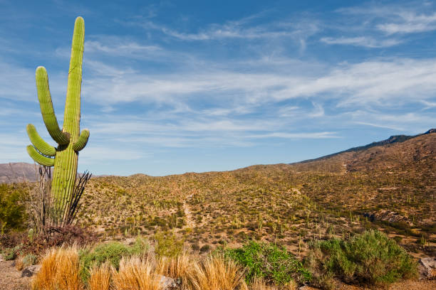 Saguaro Cactus Forest stock photo