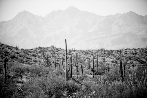 Landscape at Saguaro National Park, Arizona. Black and white image shows the desert landscape full of cacti and foliage. Large mountains in the distance.