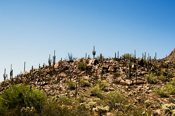 Saguaro Cactus on Desert Hill stock photo