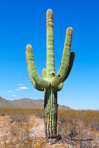 A saguaro cactus under the brilliant blue skies of Arizona's Sonoran Desert