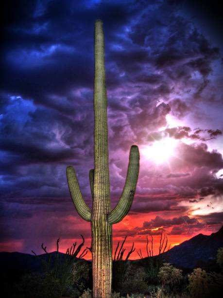 Saguaro Cactus with Monsoon Clouds and Sunset stock photo