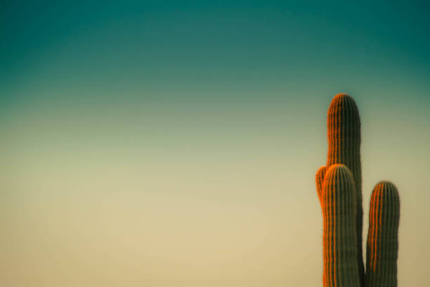 Saguaro Cactus with Sky Background stock photo