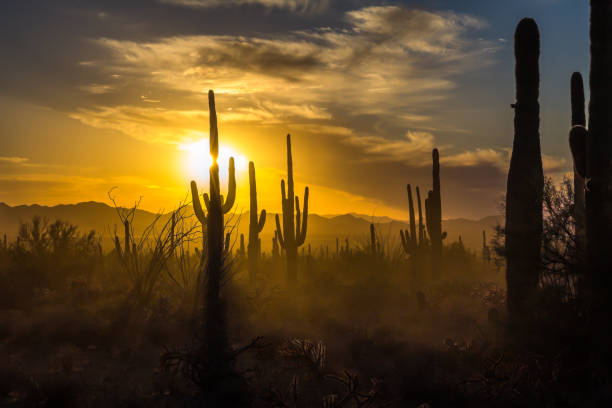Saguaro Cactus with starburst and golden sunset skies,  Arizona stock photo