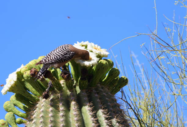 Saguaro flowers and gila woodpecker stock photo