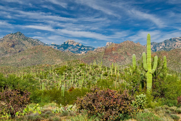 Saguaro Forest in Sabino Canyon Sabino Canyon is a desert canyon in the mountains of Southern Arizona and a popular hiking destination.  Sabino Creek flows down the canyon.  Sabino Canyon began with the formation of the Santa Catalina Mountains over 12 million years ago.  The present-day varieties of plant life began appearing between 6,000 and 8,000 years ago.  The earliest human occupants of the area were the Native American Hohokam people.  In 1905, Sabino Canyon was placed under the control of the United States Forest Service.  This view of a Giant Saguaro forest was photographed from the Esperero Trail.  Sabino Canyon is in the Coronado National Forest near Tucson, Arizona, USA. jeff goulden sonoran desert stock pictures, royalty-free photos & images