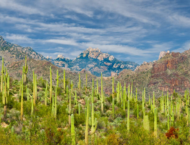 Saguaro Forest in Sabino Canyon Sabino Canyon is a desert canyon in the mountains of Southern Arizona and a popular hiking destination.  Sabino Creek flows down the canyon.  Sabino Canyon began with the formation of the Santa Catalina Mountains over 12 million years ago.  The present-day varieties of plant life began appearing between 6,000 and 8,000 years ago.  The earliest human occupants of the area were the Native American Hohokam people.  In 1905, Sabino Canyon was placed under the control of the United States Forest Service.  This view of a Giant Saguaro forest was photographed from the Esperero Trail.  Sabino Canyon is in the Coronado National Forest near Tucson, Arizona, USA. jeff goulden mountain stock pictures, royalty-free photos & images