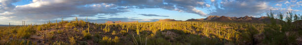 Saguaro National Park American Southwest Sonoran Desert Panorama stock photo