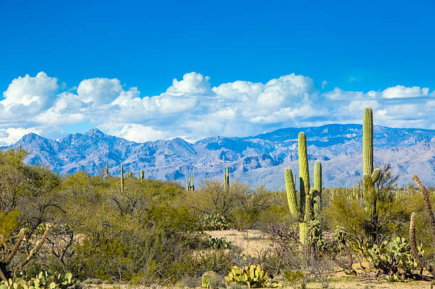 Saguaro National Park East and Rincon Mountains Under Blue Sky stock photo