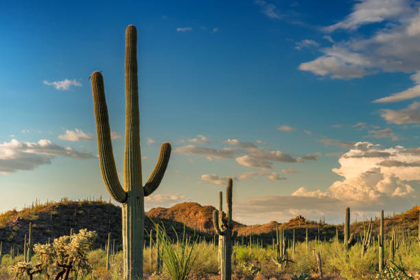 Saguaro National Park, near Tucson Arizona. A Giant Saguaro, one of the largest cacti in the World, in Saguaro National Park, near Tucson Arizona. cactus photos stock pictures, royalty-free photos & images